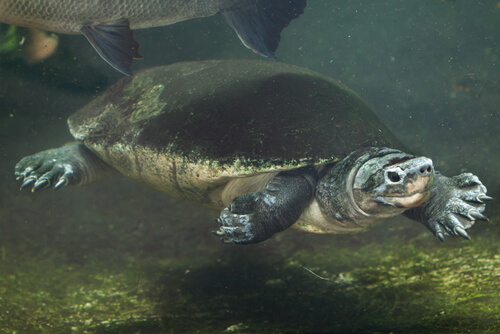 Tortuga gigante de Malasia
