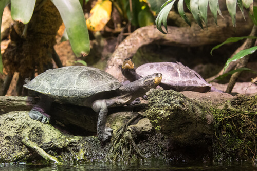 Tortuga gigante: especies río Amazonas