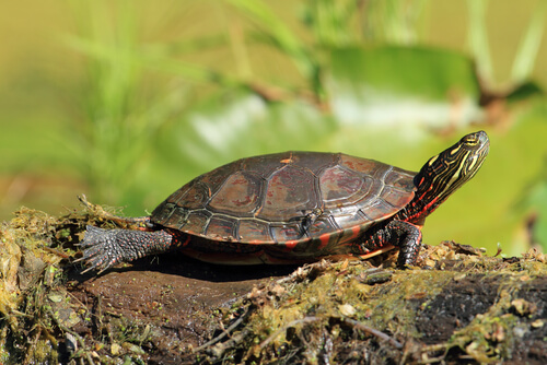 Tortuga pintada