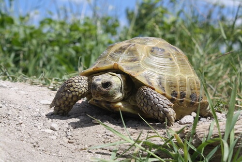 Tortuga rusa