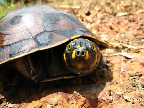 Tortuga taricaya: hábitat