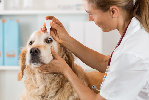 Tratamiento casero para la conjuntivitis en perros