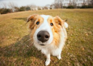 Cómo tratar la sequedad en la nariz del perro