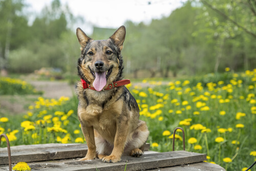 El vallhund sueco, el perro de los vikingos
