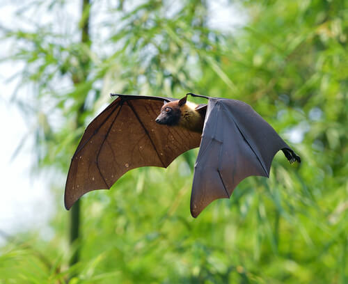 Murciélagos y vampiros, una curiosa asociación