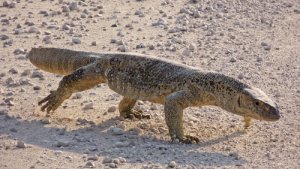 Descubre estos 5 animales que viven en el Sáhara