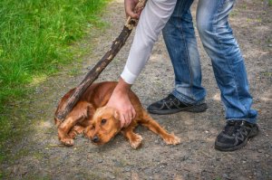 ¿Por qué a algunas personas no les gustan los animales?