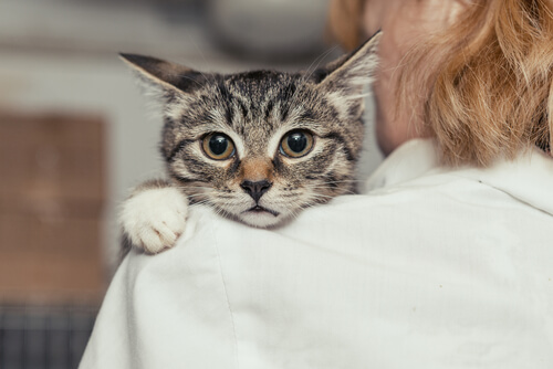 Ayuda veterinaria contra el maltrato animal