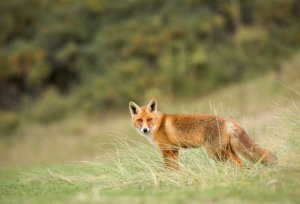 El zorro rojo: todo sobre la especie