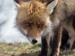 Especies de zorros en España