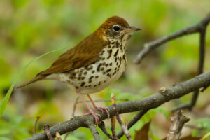 4 tipos de patas en aves