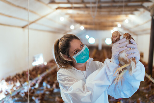 A qué se dedican los veterinarios