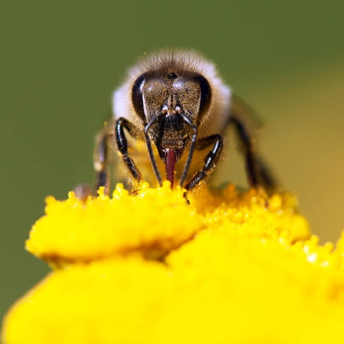 Abeja europea: picadura