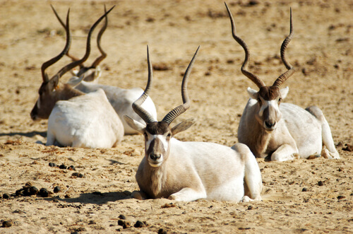 Addax del desierto