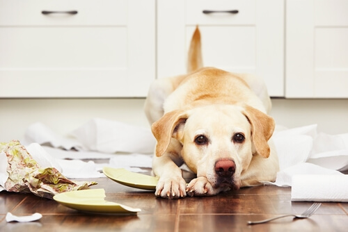 Adiestramiento del labrador retriever
