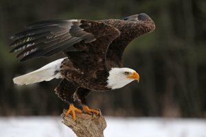 Águila calva: características, comportamiento y hábitat - Mis Animales