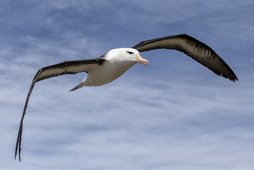 Albatros: plástico