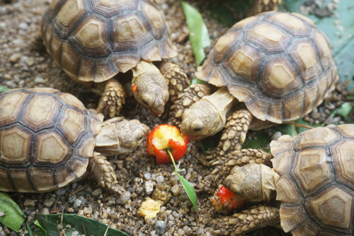 Alimentación de las tortugas africanas