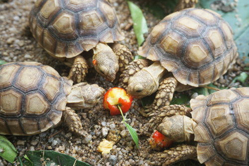tortugas domésticas