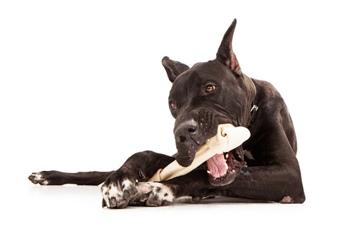 Consejos generales para la alimentación de perros grandes