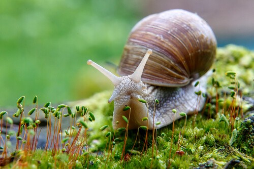 Alimentación del caracol