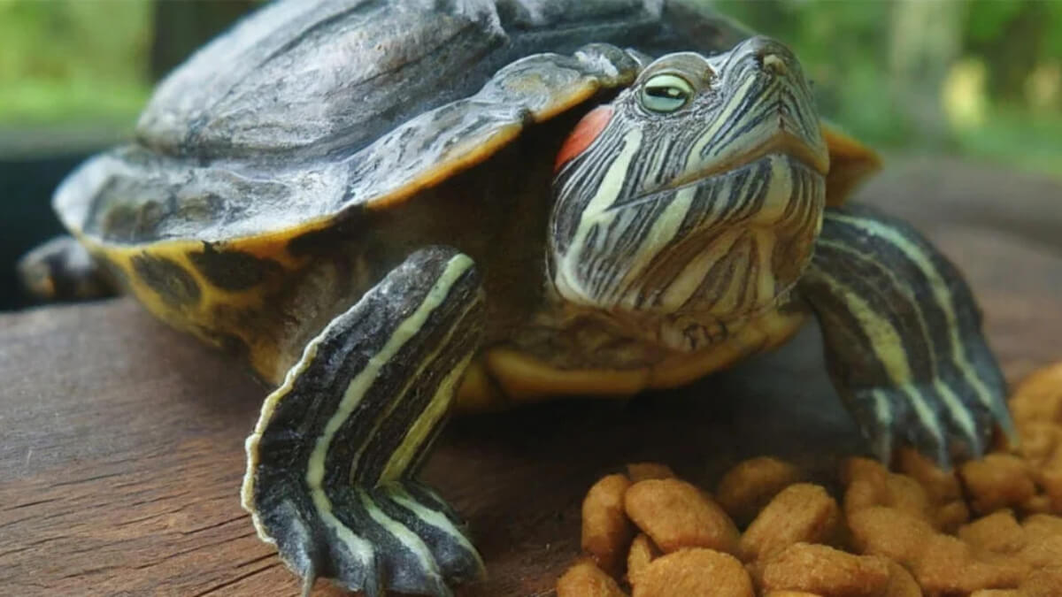 ¿Qué comen las tortugas? Acuáticas y terrestres