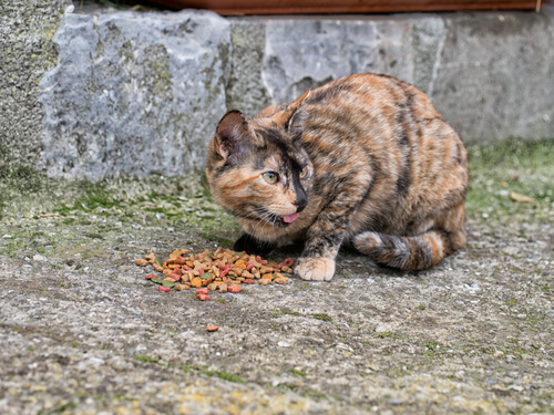 Alimentar gatos en la calle