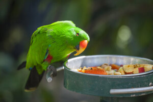 Alimentos prohibidos para loros