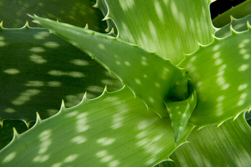 Tiene el aloe vera beneficios para nuestras mascotas
