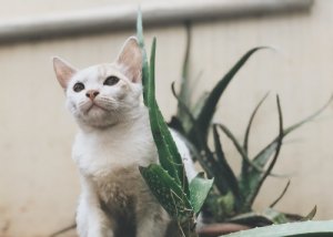 ¿Tiene el aloe vera beneficios para nuestras mascotas?