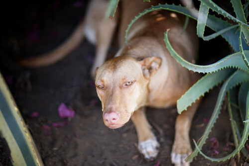 Aloe vera para perros