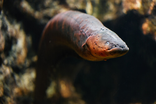 Anguila: aprende sobre este temido pez