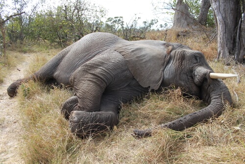 El animal que menos duerme El animal que menos duerme