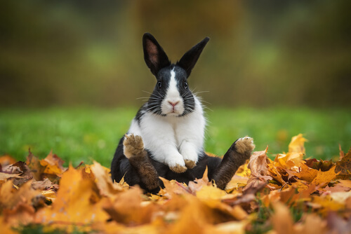 Animales digitígrados: conejo