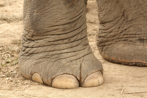 Animales digitígrados: elefante