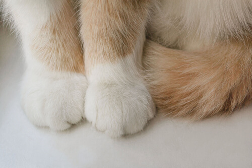 Animales digitígrados: gato