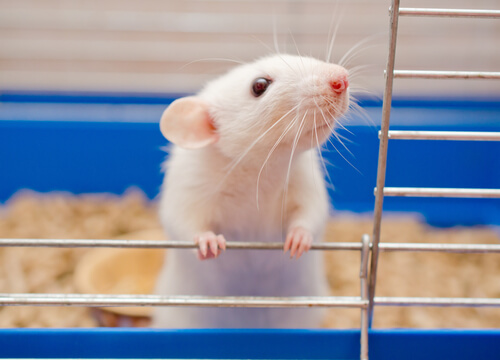 Animales digitígrados: ratón