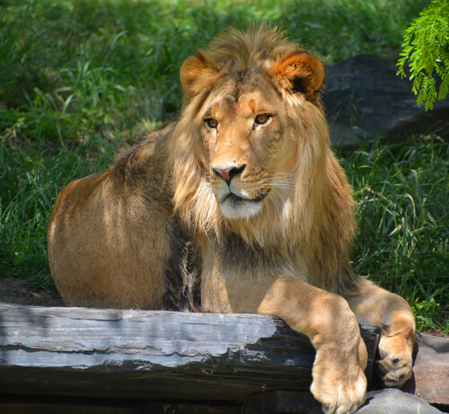 Animales que no se pueden tener como mascotas: león