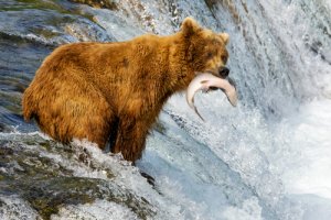 5 animales que viven en Alaska