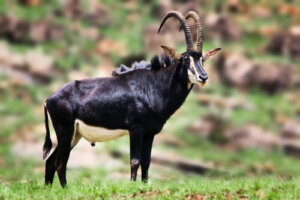 5 especies de antílopes