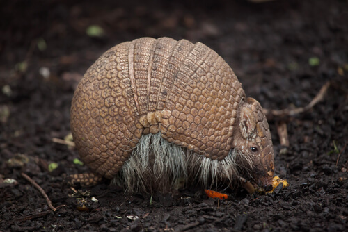 Armadillo de tres bandas brasileño