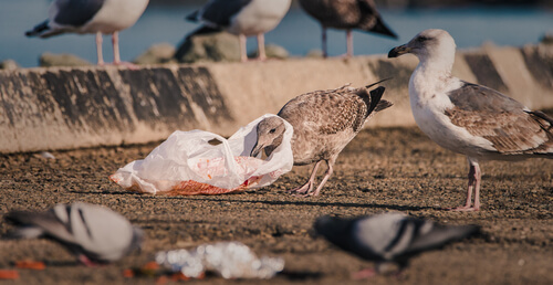 Las aves marinas, amenazadas por el cambio climático y los plásticos