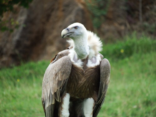 Aves necrófagas