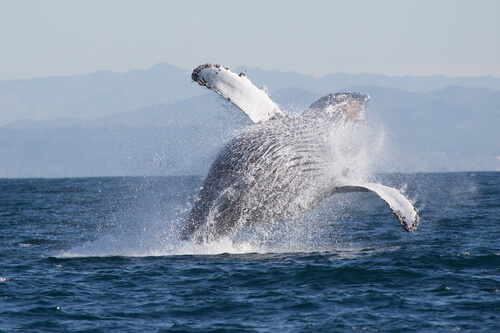 Ballena jorobada: peso