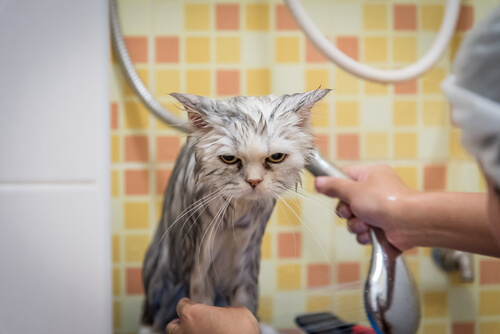 Bañar al gato
