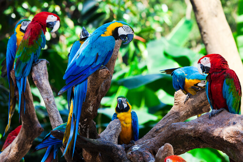 Biodiversidad de la Amazonia