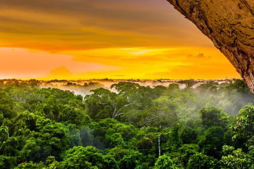 Biodiversidad del Amazonas