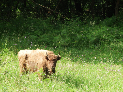 El bisonte europeo: una historia de superación