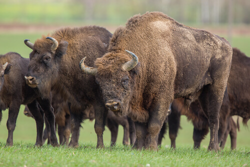 Bisonte europeo: población