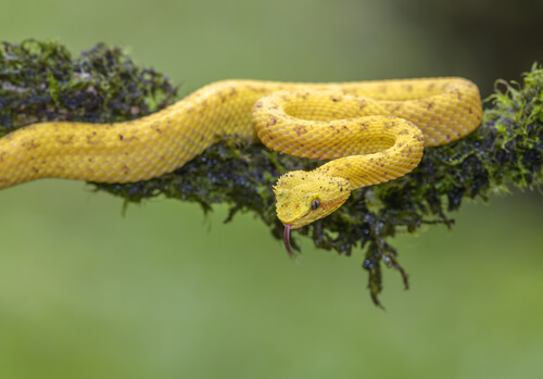Bocaracá: serpiente venenosa